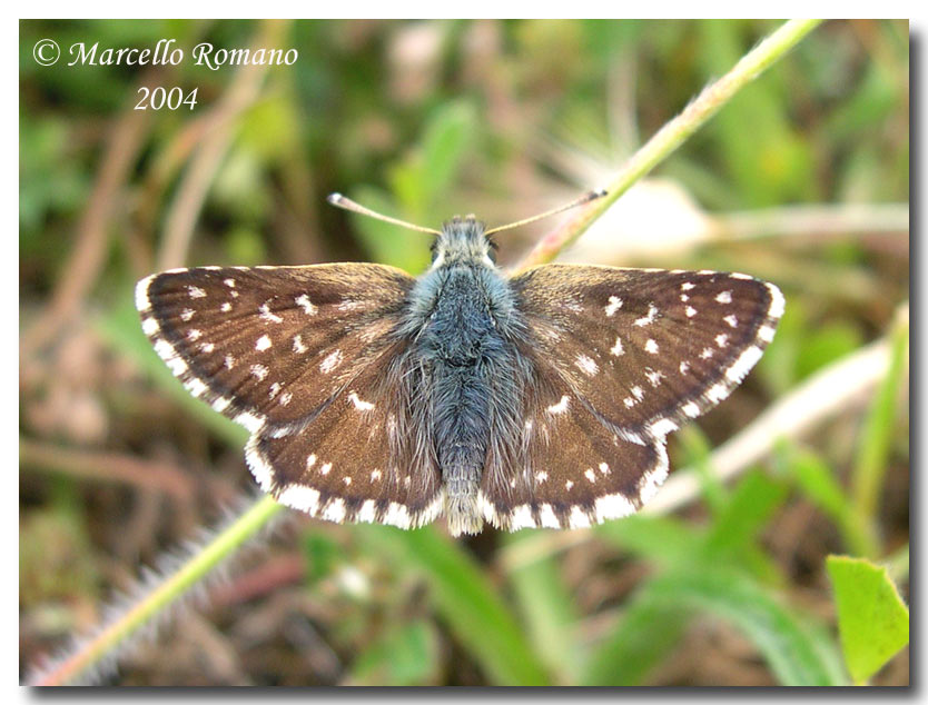 Spialia orbifer, rovescio delle ali (Lepidopt., Hesperiidae)